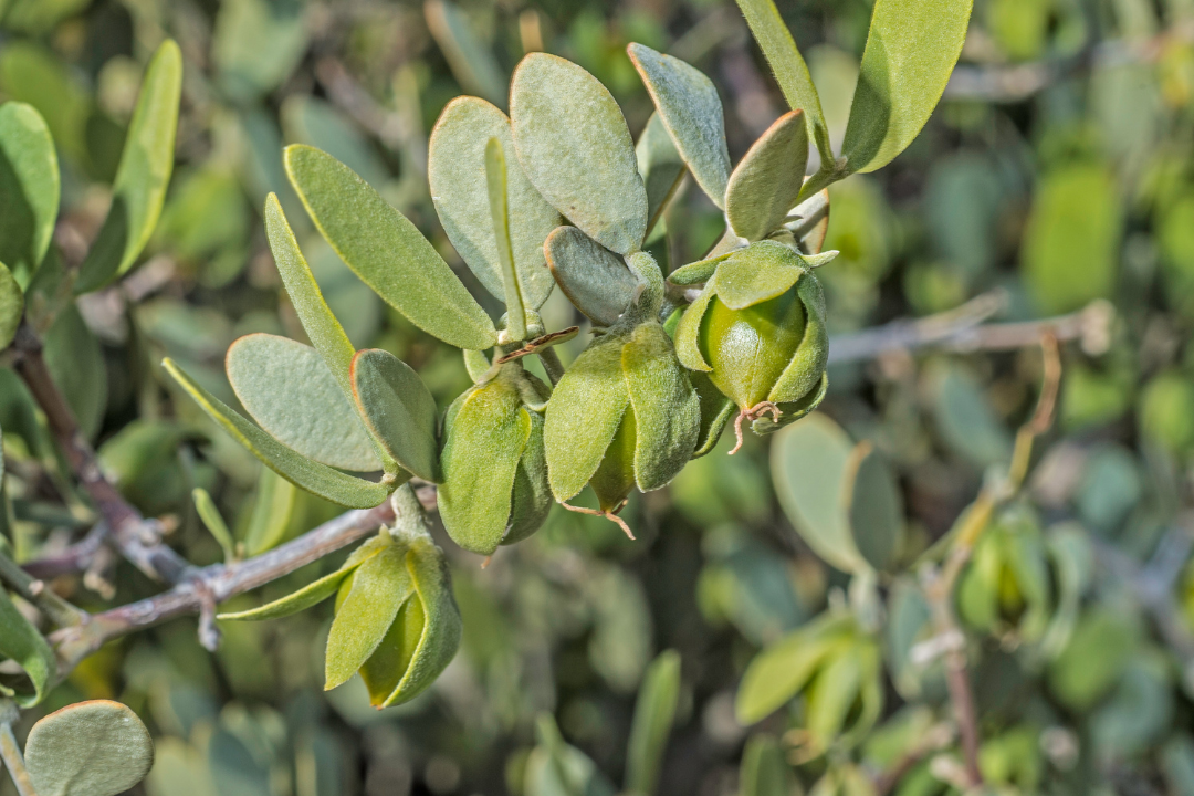 Understanding Jojoba Oil: A Clarification